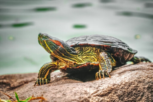 Welt-Schildkröten-Tag